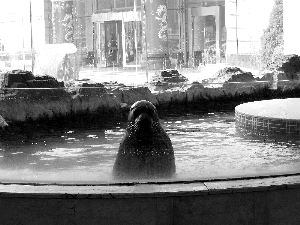 记者在2月底拍摄的海豹“欢欢”于3月1日不幸死亡。