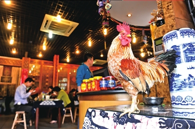 昨天，北京宣武门附近一家云南餐厅内，一只漂亮的公鸡迎接客人。据服务员介绍，这只鸡来自越南，是宠物，性情温顺，与人亲近。