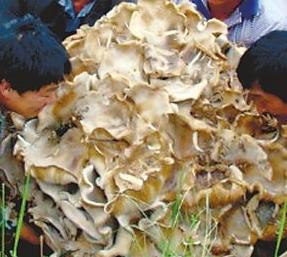 云南惊现46.6公斤野生菌