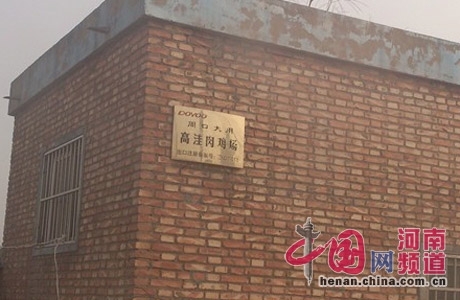 河南大用集团长期加工病死鸡 多用于知名快餐企业