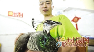 九龙坡区毛线钩,郑先生捉到的“孔雀”特别可爱,记者拍照的时候不停地摆姿势
