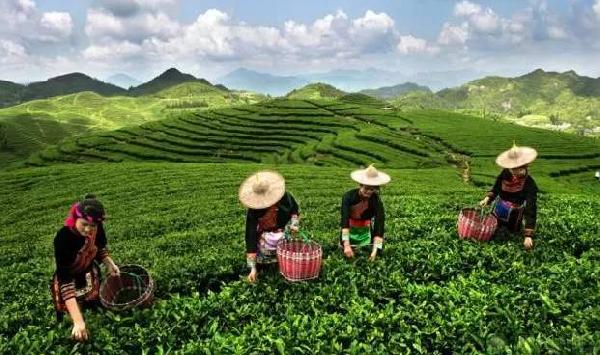 再现1300年前茶道工艺，“乌龙煎”会不会是下一个茶饮风口？
