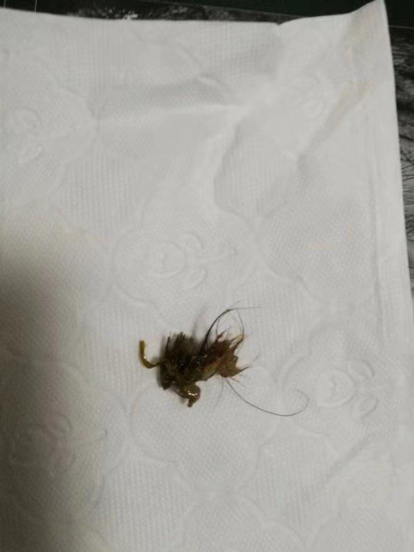 点了一份外卖，没吃几口发现菜品里有一段2厘米左右带毛异物，疑似老鼠的部分躯体——19日，成都市民吴女士（化名）向记者陈述了自己本月10日的一段遭遇。她按照《食品安全法》的相关规定，提出索赔1000元，但商家的意见是“同意赔偿500元息事宁人”，因为店里的菜品卫生没问题。  外卖吃出疑似鼠肉？老板称经得起检查 ▲餐品中的异物 11月14日,浆洗街市场和质量监督管理所工作人员到商家店里进行了检查，据该所工作人员介绍，当天检查了商家的营业执照、食品经营许可证等各项资质，没有发现问题，“检查中我们发现，该店主要经营外卖餐品，对店内外卖餐品检查后，没有发现异物，店内卫生基本还可以。”该工作人员介绍，由于无法认定具体是哪个环节混入异物的，其只能帮助协商解决此事，但商家和投诉人对赔偿金额一直有很大的异议，最终事情也没能得到解决。  市民反映：  外卖菜品有异物，像老鼠的某部分肉  19日，市民吴女士（化名）向红星新闻记者反映，她10日中午在一家名叫“萌萌家的米粒（总店）”外卖，点了一份私房老坛酸菜牛肉饭，收到外卖后没吃两口，就发现菜品里有一段2厘米左右的“带毛异物”，“异物是一根约两厘米长的小骨头，骨头上附着肉，肉上还有长短不一的黑色毛发，很像老鼠的某部分肉！”  外卖吃出疑似鼠肉？老板称经得起检查 ▲餐品中的异物 吴女士随即拨打12315对该商家进行投诉，并在微博上向成都工商和成都食药监进行了投诉，两家单位随即表示会调查处理。“负责调查处理此事的是浆洗街市场和质量监督管理所，他们13日回复称对店家各项资质和卫生都进行了检查，没有发现问题，提醒了商家要注意菜品卫生，并询问我有什么诉求，会帮助协商解决。”  外卖吃出疑似鼠肉？老板称经得起检查 ▲订单详情 吴女士告诉记者，她按照《食品安全法》相关规定，提出索赔1000元。不过经过几次协商，商家并没有同意吴女士索赔1000元的要求。“一开始说的是菜品实付价格的三倍，就是不到50元，后来又提出300元，最后称最高赔偿500元。”  外卖商家：  店里卫生经得起检查，愿赔500元息事宁人  19日，记者联系到“萌萌家的米粒（总店）”的老板，她告诉记者，确实有这件事，她目前正在等待消费者去检测证明这个异物是哪个环节出的问题，如果能够证明是商家的责任，她绝对不推脱，会按照相关法规进行赔偿。  “14日那天，相关部门对店里的卫生进行了突击检查，检查结果是没问题。店里的卫生经得起各方的检查，当时同意赔偿消费者500元也只是为了息事宁人，不代表我承认了店里的菜品卫生有问题。”该老板称，目前这家店里一共有8位员工，除两位员工的健康证到期正在更换，其余6位员工的健康证都在，并且店里的营业执照和食品经营许可证都没问题。  监管部门：  无法证明哪个环节出问题，只能帮助协商  20日，记者在浆洗街市场和质量监督管理所见到了处理这件事情的金姓工作人员和该所的罗姓所长，“我们在11月13日接到了12315的投诉单，当天就跟投诉人联系了解了情况。14日上午11点左右，我们就到商家店里检查了商铺的营业执照、食品经营许可证等资质，没有发现问题。检查中我们发现，该商家经营的餐品以外卖为主，对店内外卖餐品检查后，没有发现异物，店内卫生基本还可以。我们当即要求商家跟投诉人进行联系协商解决问题，并提醒商家要注意菜品卫生。”工作人员称，因为无法认定具体是哪个环节混入异物的，他们也只能帮助双方协商解决。  上述金姓工作人员称，虽然经过协调，但商家和投诉人对赔偿金额一直有很大的异议，“如果投诉人坚持按照《食品安全法》索赔，而商家不同意，我们也只能让投诉人保存好证据，去找具备检测证明条件的权威机构去界定相关责任。”  证明的烦恼：  总不能让消费者每次点外卖都全程录视频吧？  谁来证明，疑似老鼠的异物究竟是如何出现的呢？  “萌萌家的米粒（总店）”的老板认为，“外卖的餐品涉及很多环节，在配送过程或到达消费者手里都有可能混入异物，现在消费者提出1000元的赔偿，我们不是不能接受，只是怕以后外卖的餐品都遇到这种问题。”  吴女士表示，她也理解外卖中的异物不好证明是在哪个环节出错，可这个证明不能只推给她一个人，到现在她都不知道要去哪里找权威机构来界定相关责任，“总不能让消费者每次点外卖都全程录视频吧？”  律师说法记者就外卖餐品中出现异物，责任该如何界定的问题咨询了律师。泰和泰律师事务所律师刘秀告诉记者，外卖餐品中出现异物，责任确实很难界定，如果没有相关权威机构去做鉴定，双方选择走司法程序的话，“一般是由法官依据经验确定谁去举证，比如异物是食品杂质的话，一般是由商家去举证。而如果最后确实没办法界定责任，法官一般会依据公平原则，判定双方都承担一定的责任。”
